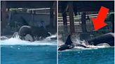 Video of Orcas fighting at SeaWorld prompts call for boycott