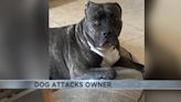 Tucson mom lucky to be alive after she was mauled by dog she rescued