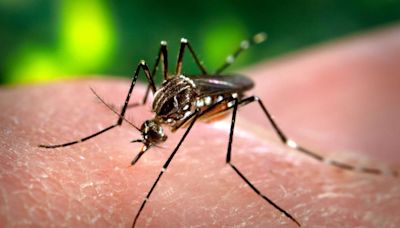 República Dominicana registra cerca de 7.500 casos de dengue