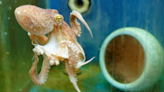 Parents Get 9-Year-Old a Pet Octopus and Absolute Chaos Ensues