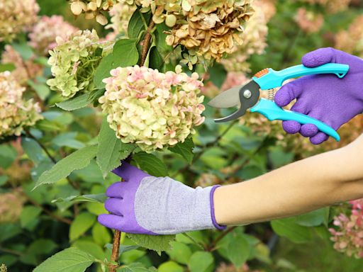 Should You Be Deadheading Hydrangeas? Here's What an Expert Recommends