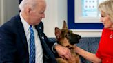 Joe Biden’s Dog Commander REMOVED From White House Amid More Biting Reports