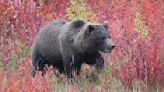 Idaho elk hunters latest to kill protected grizzly bear