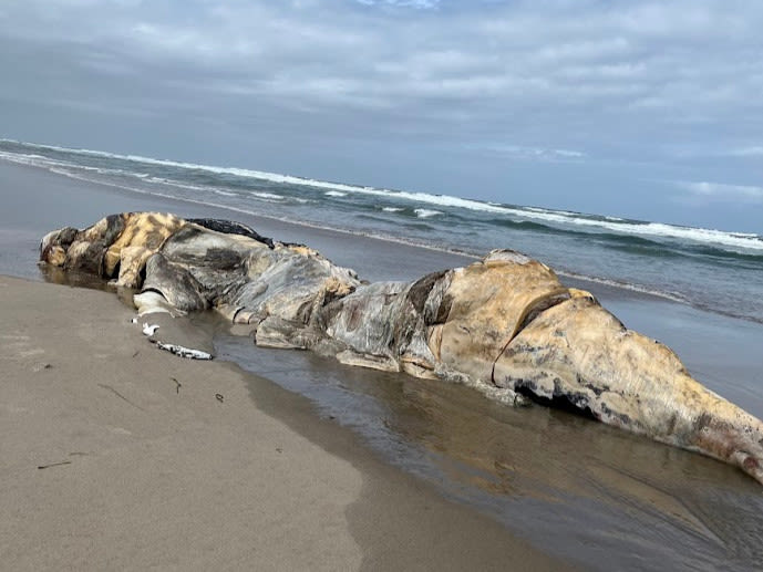 Oregon State Parks says they won’t blow up beached whale carcass