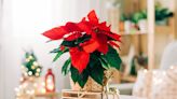 How to Care for Poinsettias Like an Expert Gardener