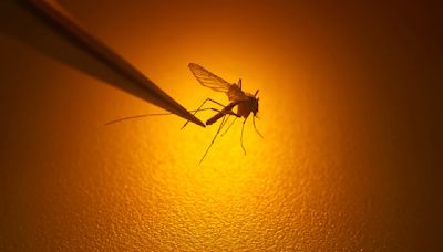 First mosquito-related West Nile virus death in years reported in the Bay Area