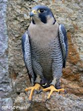 Peregrine Falcon Bird Info | All Wildlife Photographs