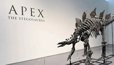 US Billionaire Buys Largest Stegosaurus Skeleton For $44.6 Million, Shatters Auction Records