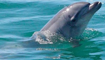 Todo lo que Debes Saber sobre los Delfines