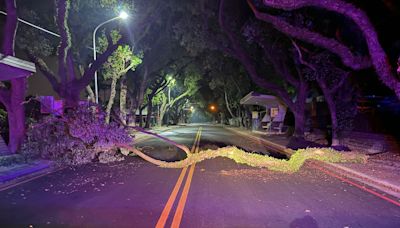 梅雨連日轟炸！中興新村行道樹倒塌 警即刻出動鋸木排除