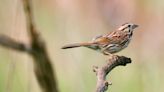 Chicago Audubon Society changes name to Chicago Bird Alliance, distancing chapter from problematic namesake