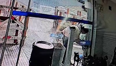Video indignante: dejó atado a su perro en la puerta de una farmacia en Almagro y se lo robaron