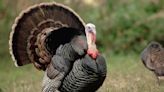 Illinois hunters bag record number of turkeys