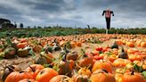 Our Editors' Favorite Pumpkin Patches In The South