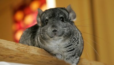 Woman Hands Her Chinchilla Random Things to Hold and It’s Too Cute