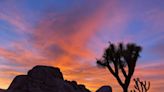 8 Reasons Why The Spring Is The Best Time To Visit Joshua Tree