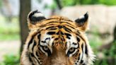 Satellite data gives tiger conservation a boost