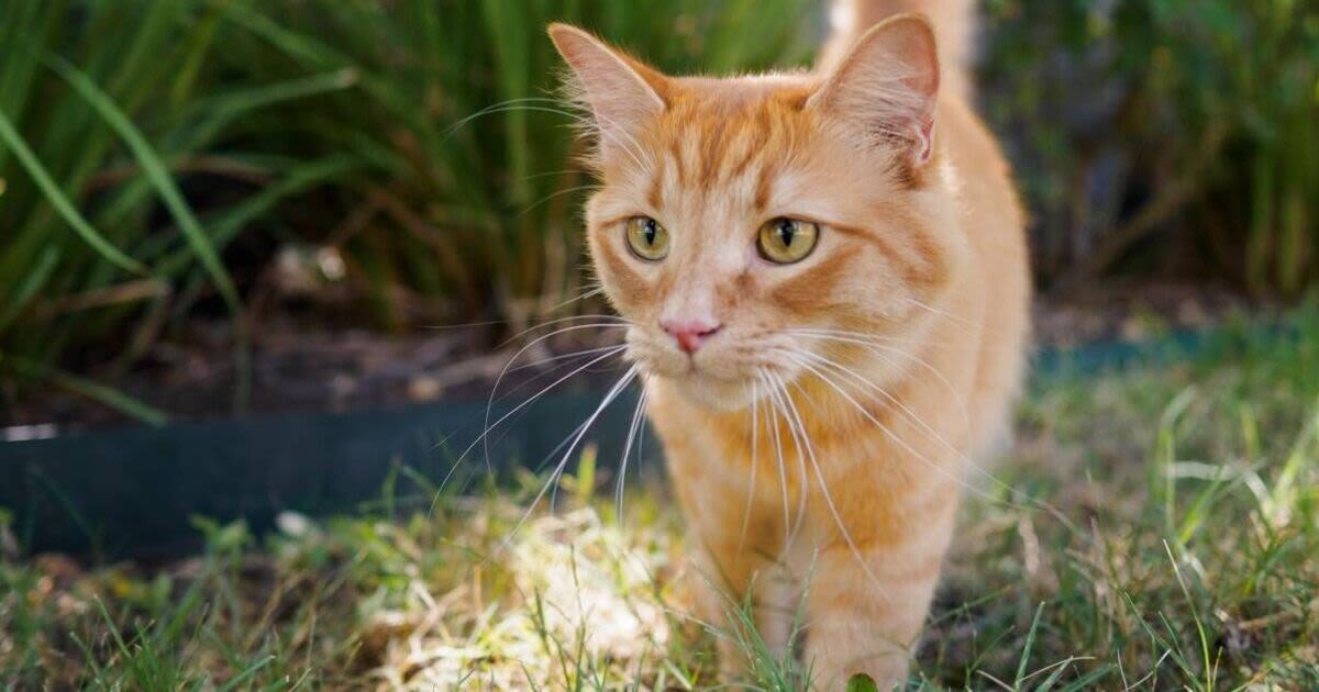 Cat experts claim ginger toms are so feisty because of Vikings