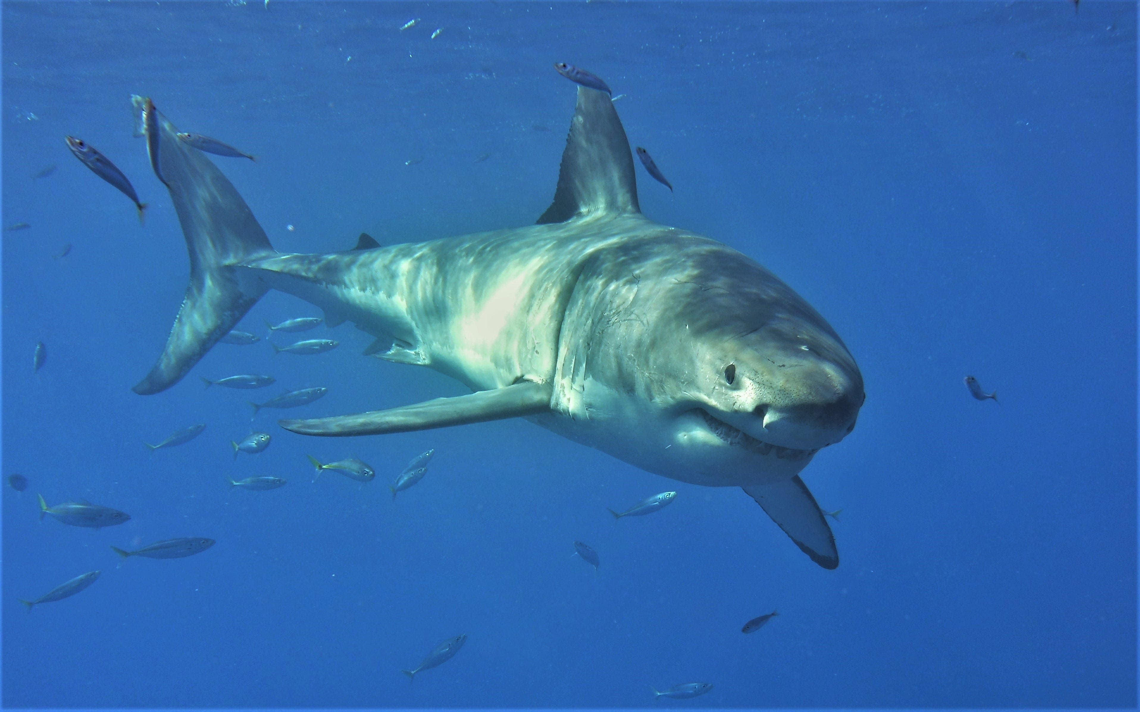 'Jaws' at 50: Peter Benchley's toothy terror and the fascination with great white sharks