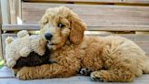 Goldendoodle 'Destroys' Stuffed Animal That Never Stood a Chance