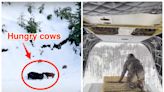 California's National Guard tossed hay out of helicopters to feed starving cows trapped in the snow