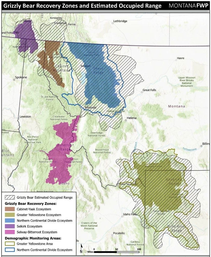 Grizzly bear shot, killed after charging man northwest of Wolf Point