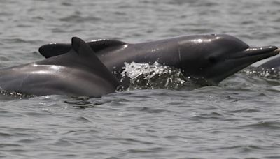 How Can We Save Africa’s Mysterious ‘Humpback’ Dolphin?