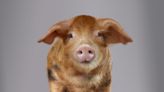 The World’s Bacon Is Under Threat. A Newly Created Superpig Is Here to Save It.