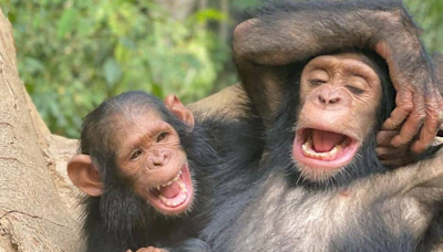 Little Chimpanzee’s Adorable Laughter After Being Tickled Is Positively Contagious