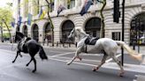 Military horses from London's Household Cavalry to return to duty 'in due course'