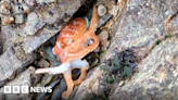 Anglesey: Octopus filmed changing colour on beach