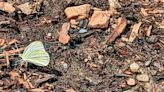 Butterflies sometimes prefer mud puddles to flowers as a way to get needed nutrients