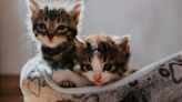 Retail Store Launches Campaign for California Kitten Season