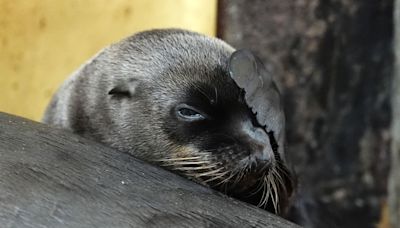 Safari park keepers’ joy as third sea lion pup is born within a year