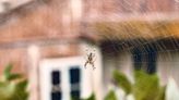 Is Seeing a Spider a Good Omen? What To Know About the Spiritual Meaning of Spiders