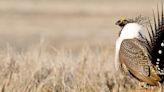 Feds say new investments in Oregon sage grouse habitat paying off, but conservationists disagree