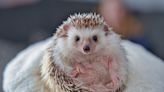 Adorable Video of a Hedgehog Playing with Toys Is Pure Internet Gold