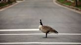 ¿Son peligrosos los gansos canadienses? Así es como puedes sacarlos éticamente de tu jardín