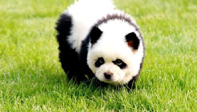 Letters to the Editor: Chinese zoo dyes dogs to resemble panda cubs