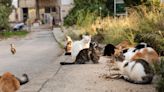 Man Shocked to Discover Nearly 80 Abandoned Cats in House He Bought in Minnesota