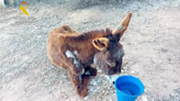 Investigado por abandonar a una burra enferma que acabó falleciendo en Estubeny, Valencia