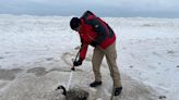 Indiana Firefighters Free Goose Frozen to Wet Sand at Lake Michigan Beach