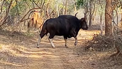 Indian gaur makes a sudden appearance in Andhra Pradesh’s Nallamala forest after decades