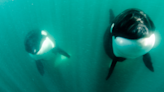 Stunned Swimmer Comes Face To Face With Two Curious Killer Whales