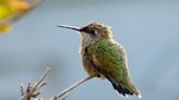 Hummingbirds are migrating back to Wisconsin. You can use this map to find them