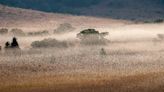 Giant, synchronized swarms of locusts may become more common with climate change