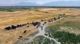 How cows are used as weed eaters — literally — to help the Great Salt Lake retain water