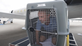 Dog airline CEO flies 3½½ hours in a dog crate