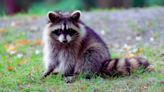Raccoon in Autauga County tests positive for rabies