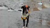 "Miracle": Lost Dog Travels From Maharashtra To Karnataka To Return Home